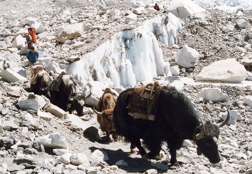 Yak, Himalaya. (Wikipédia)